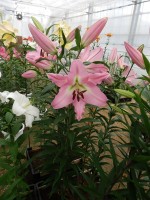 [4191 Pink Step VZ No01.JPG]